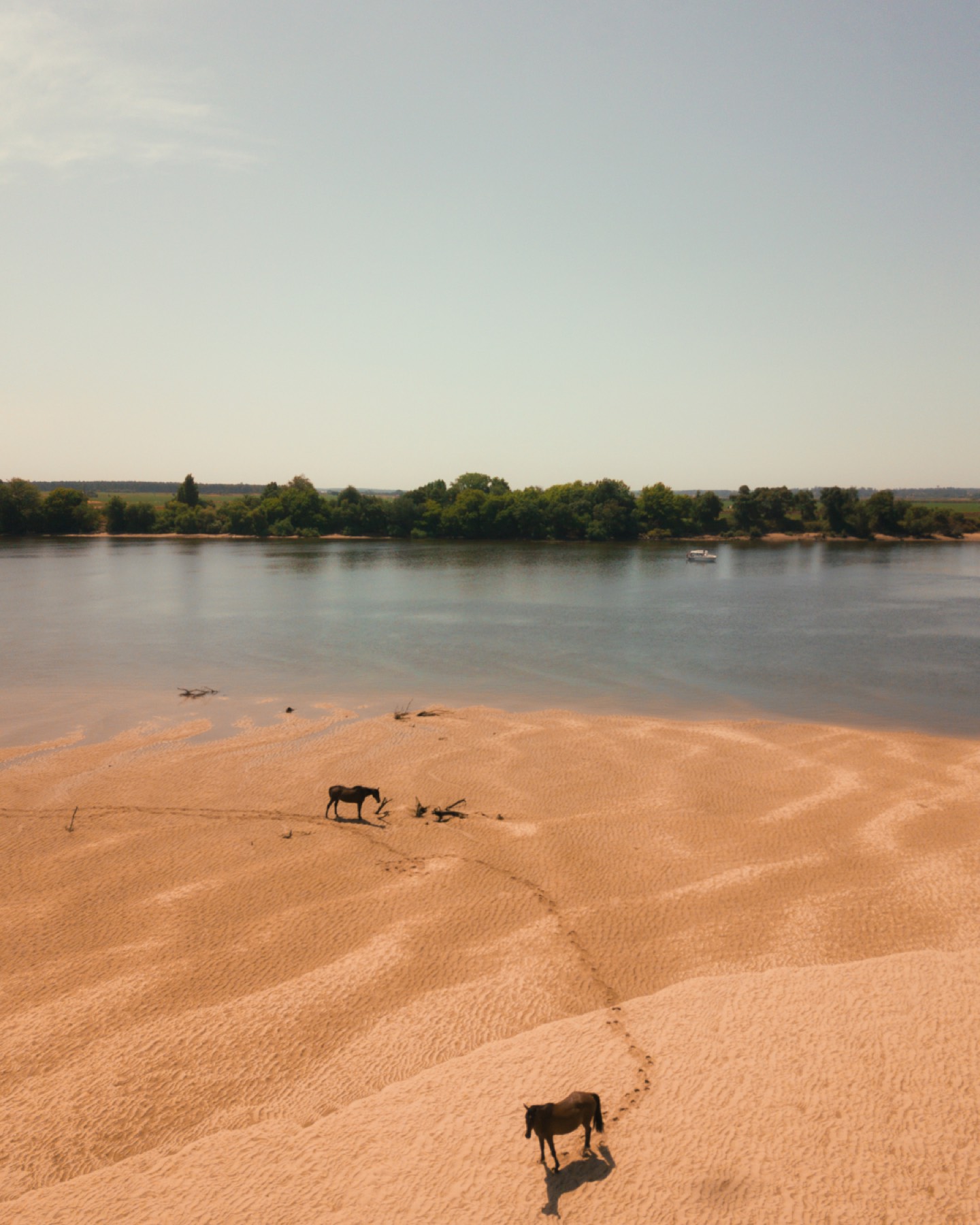 Wild horses on a sandbank of the Tejo river near Valada, with a boat on the water behind